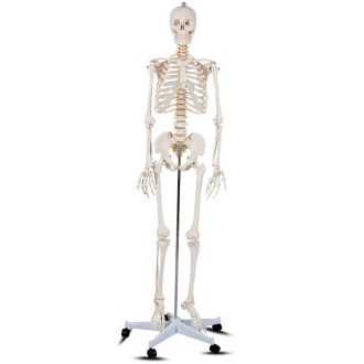Szkielet, model człowieka anatomia, ze stojakiem