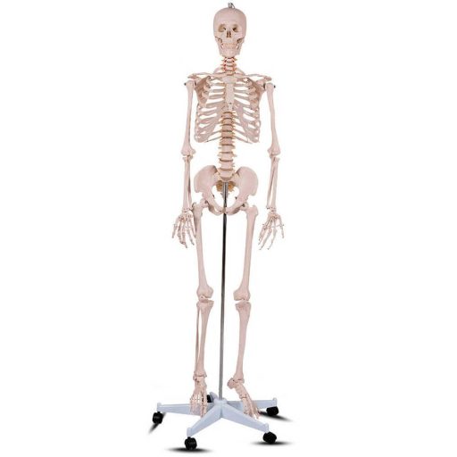 Szkielet, model człowieka anatomia, ze stojakiem