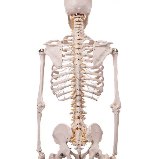 Szkielet, model człowieka anatomia, ze stojakiem