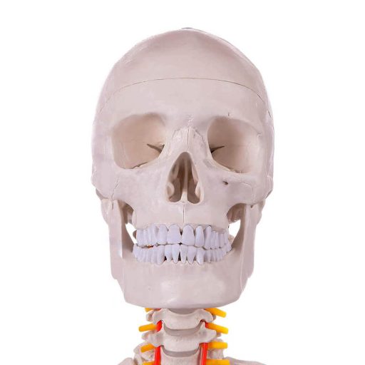 Szkielet, model człowieka anatomia, ze stojakiem