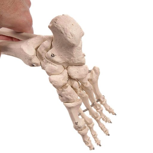 Szkielet, model człowieka anatomia, ze stojakiem