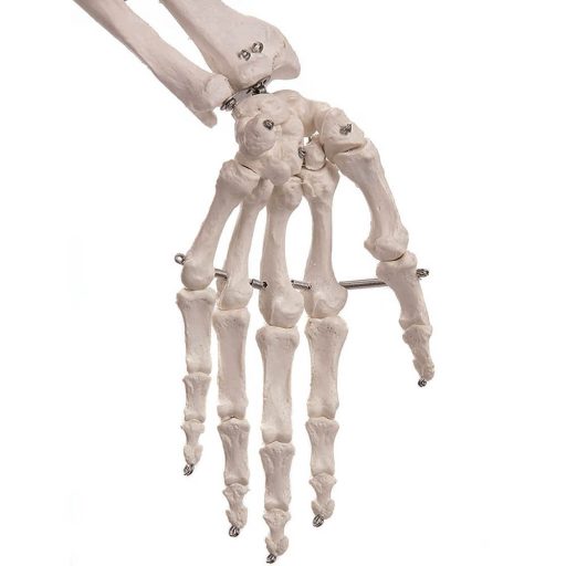 Szkielet, model człowieka anatomia, ze stojakiem
